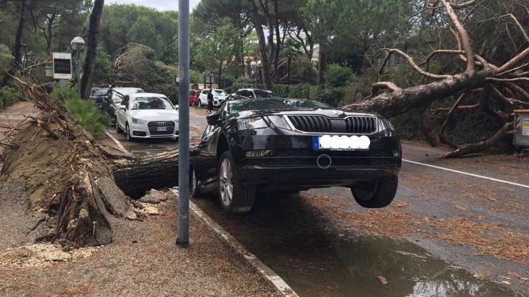 Il vento abbatte i pini a Cervia come un domino. Le grida di paura - VIDEO Il vento abbatte i pini a Cervia come un domino. Le grida di paura - VIDEO