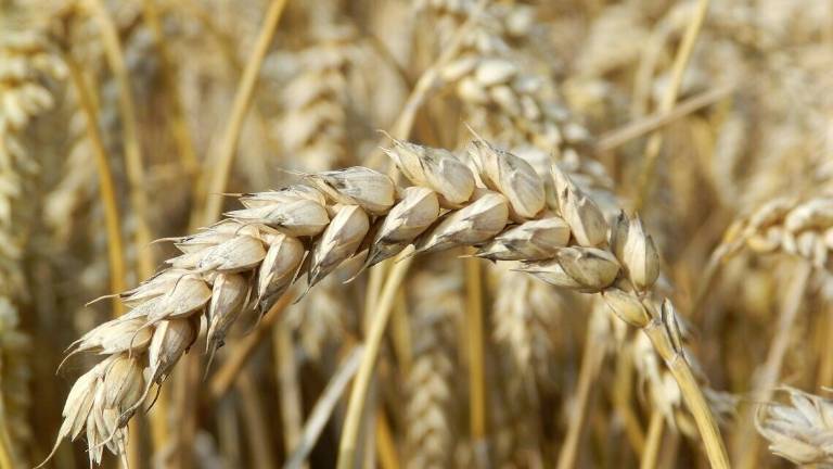 Gramigna, prodotti contadini di qualità si incontrano a Coriano Gramigna, prodotti contadini di qualità si incontrano a Coriano