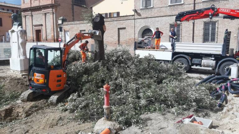 Abbattuto uno dei lecci storici di fronte alla Malatestiana di Cesena: Era pericoloso Abbattuto uno dei lecci storici di fronte alla Malatestiana di Cesena: Era pericoloso