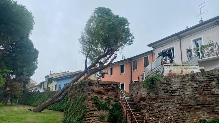 Cesena, pino cede e si appoggia sulle mura malatestiane Cesena, pino cede e si appoggia sulle mura malatestiane