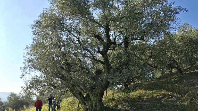 A Brisighella domenica torna la Camminata tra gli olivi A Brisighella domenica torna la Camminata tra gli olivi