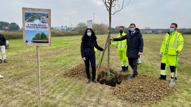 Cesena, un progetto da mille piante per il bosco urbano di via Machiavelli Cesena, un progetto da mille piante per il bosco urbano di via Machiavelli