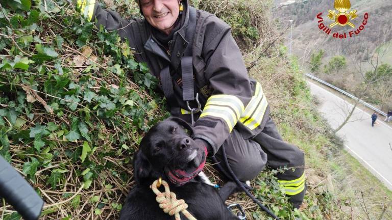 Borghi: cane salvato da un pendio a 20 metri dalla strada - FOTOGALLERY Borghi: cane salvato da un pendio a 20 metri dalla strada - FOTOGALLERY