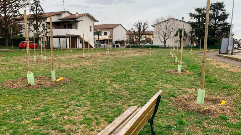 Le nuove alberature nell’area verde di via Madonna di Genova/via Zanzi Le nuove alberature nell’area verde di via Madonna di Genova/via Zanzi