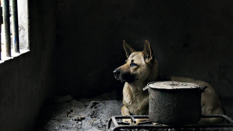 Il cane gira per la cucina: chiuso ristorante thailandese del territorio cesenate Il cane gira per la cucina: chiuso ristorante thailandese del territorio cesenate
