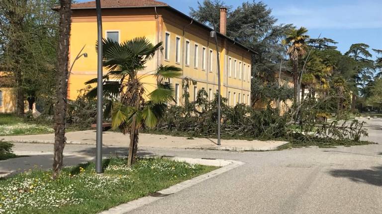 Imola, raffiche di vento record e decine di alberi caduti Imola, raffiche di vento record e decine di alberi caduti