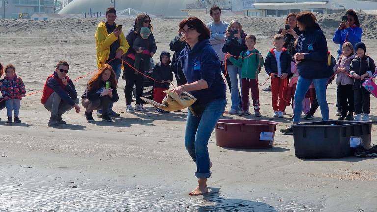 Le tartarughe Tartufo e Torrone liberate in mare dopo le cure del Centro di recupero di Riccione - VIDEO GALLERY Le tartarughe Tartufo e Torrone liberate in mare dopo le cure del Centro di recupero di Riccione - VIDEO GALLERY