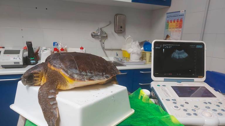 Marina di Ravenna, ricostruito guscio con la stampa 3D a tartaruga ferita, ora Cenere va verso il ritorno in mare VIDEO GALLERY Marina di Ravenna, ricostruito guscio con la stampa 3D a tartaruga ferita, ora Cenere va verso il ritorno in mare VIDEO GALLERY