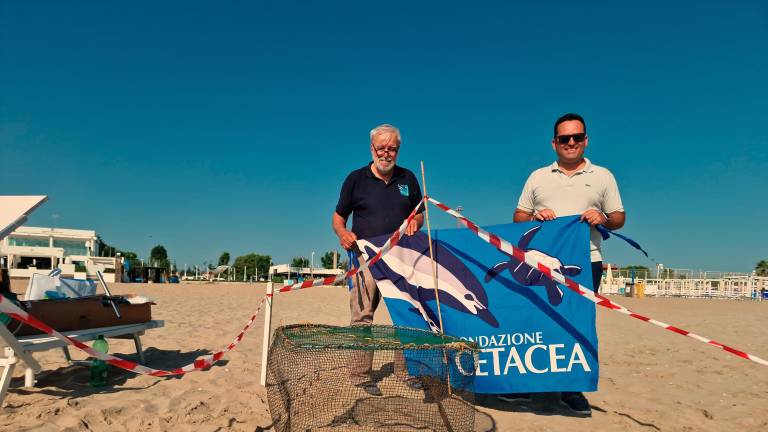 Prima volta nella storia: tartaruga Caretta caretta nidifica a Riccione. VIDEO Prima volta nella storia: tartaruga Caretta caretta nidifica a Riccione. VIDEO