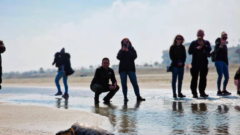 Le tartarughe Tartufo e Torrone liberate in mare dopo le cure del Centro di recupero di Riccione - VIDEO GALLERY Le tartarughe Tartufo e Torrone liberate in mare dopo le cure del Centro di recupero di Riccione - VIDEO GALLERY