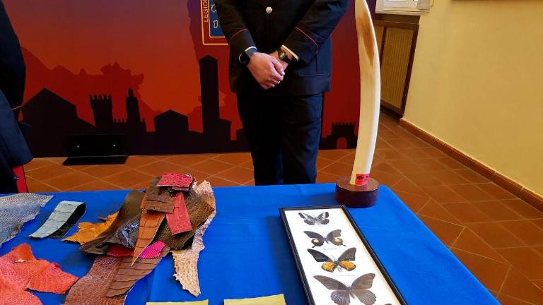Emilia-Romagna, il bilancio dei Carabinieri Forestali: 665 persone denunciate in un anno Emilia-Romagna, il bilancio dei Carabinieri Forestali: 665 persone denunciate in un anno