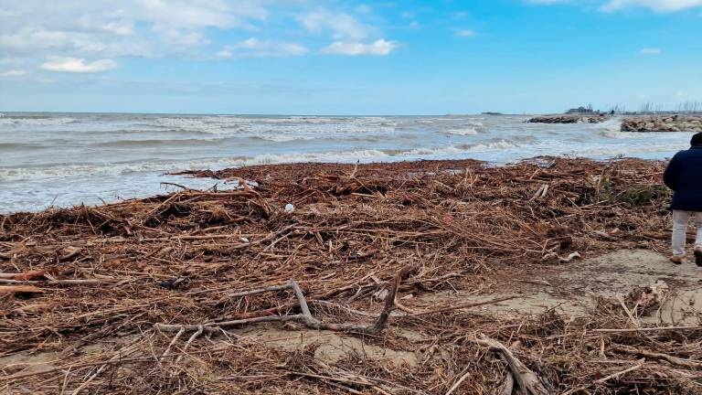 Rimini, le mareggiate portano tonnellate di legname sulla spiaggia di Rivabella VIDEO GALLERY Rimini, le mareggiate portano tonnellate di legname sulla spiaggia di Rivabella VIDEO GALLERY