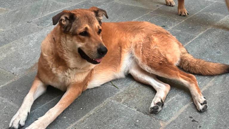 Numa, uccisa da un boccone killer Numa, uccisa da un boccone killer