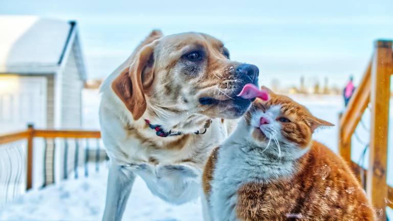 Il veterinario: Cuccioli a Natale? Regalare con cautela Il veterinario: Cuccioli a Natale? Regalare con cautela