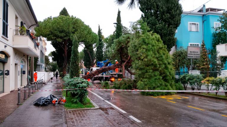 Rimini, crolla pino in via Covignano Rimini, crolla pino in via Covignano