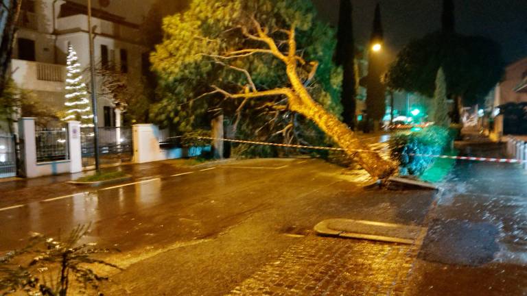 Rimini, crolla pino in via Covignano Rimini, crolla pino in via Covignano