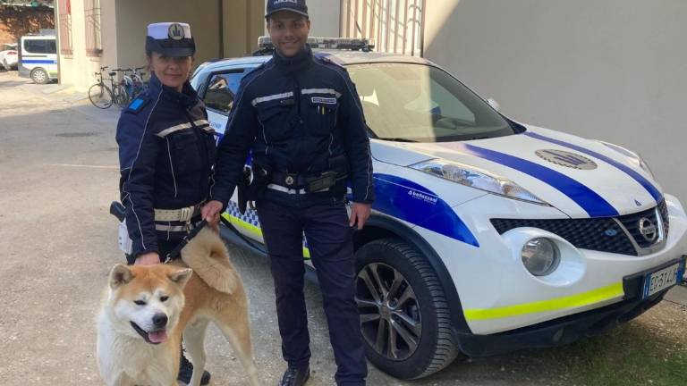 Castel Bolognese, cane vaga sulla statale in mezzo alle auto: la Polizia lo salva Castel Bolognese, cane vaga sulla statale in mezzo alle auto: la Polizia lo salva