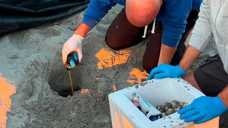 Ravenna, una tartaruga deposita 98 uova a Punta Marina, presto l’appello per i volontari Ravenna, una tartaruga deposita 98 uova a Punta Marina, presto l’appello per i volontari