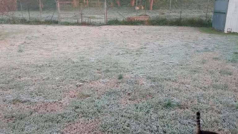 Il giardino del gattile comunale come si presentava ieri, con una coltre bianca di ghiaccio a causa del freddo Il giardino del gattile comunale come si presentava ieri, con una coltre bianca di ghiaccio a causa del freddo