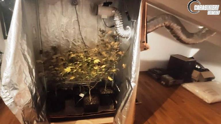 Santarcangelo. Nella soffitta dell'imprenditore serra di marijuana Santarcangelo. Nella soffitta dell'imprenditore serra di marijuana