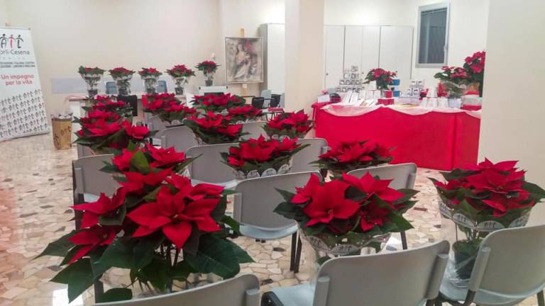 Forlì, da venerdì via alla vendita delle Stelle di Natale dell'Ail Forlì, da venerdì via alla vendita delle Stelle di Natale dell'Ail