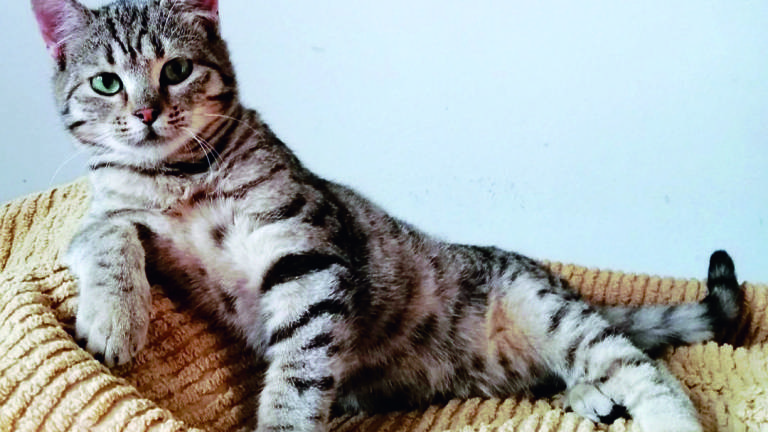 Coco e Chanel, gatti di 4 mesi cercano adozione di coppia Coco e Chanel, gatti di 4 mesi cercano adozione di coppia