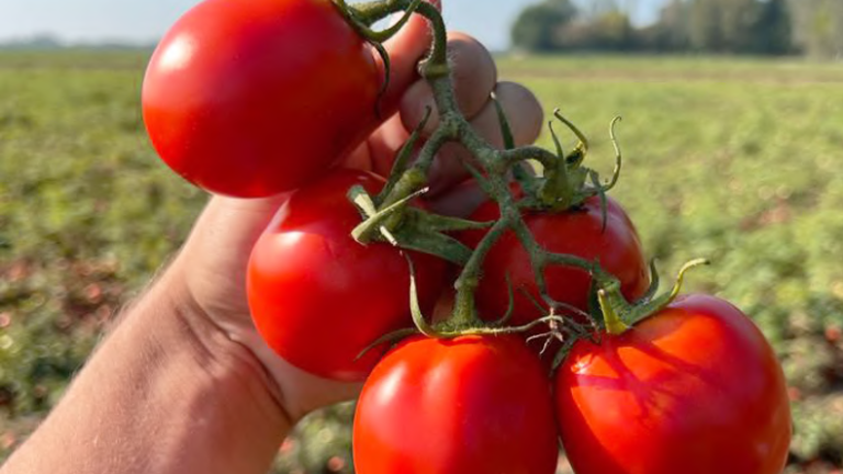 Il pomodoro biologico del futuro è più vicino: il progetto di Tera Seeds di Gambettola e della cesenate Ri.Nova Il pomodoro biologico del futuro è più vicino: il progetto di Tera Seeds di Gambettola e della cesenate Ri.Nova