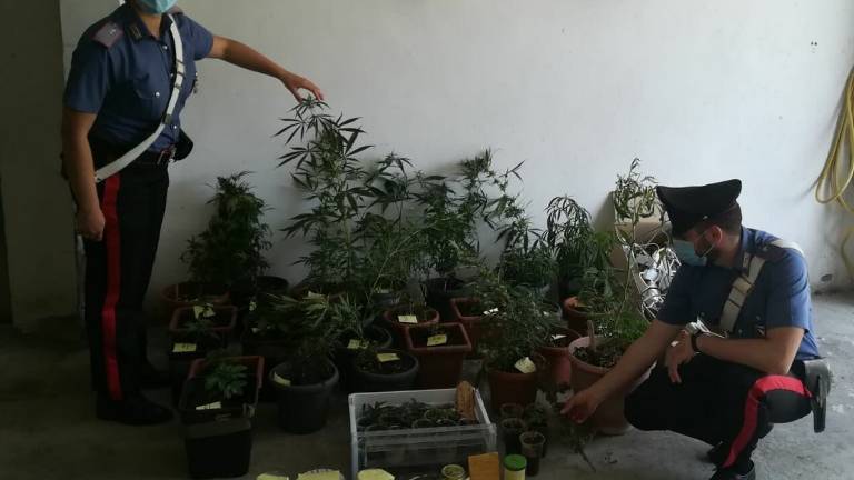 Serra di marijuana in garage, 35enne nei guai Serra di marijuana in garage, 35enne nei guai