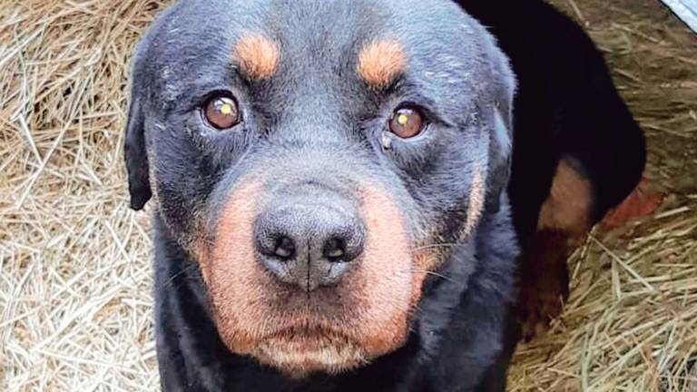 Nero a 7 anni è pronto per una nuova vita Nero a 7 anni è pronto per una nuova vita