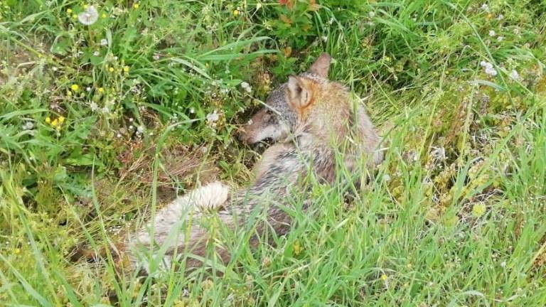 Lupo ferito recuperato nell’imolese e trasportato a Monte Adone Lupo ferito recuperato nell’imolese e trasportato a Monte Adone