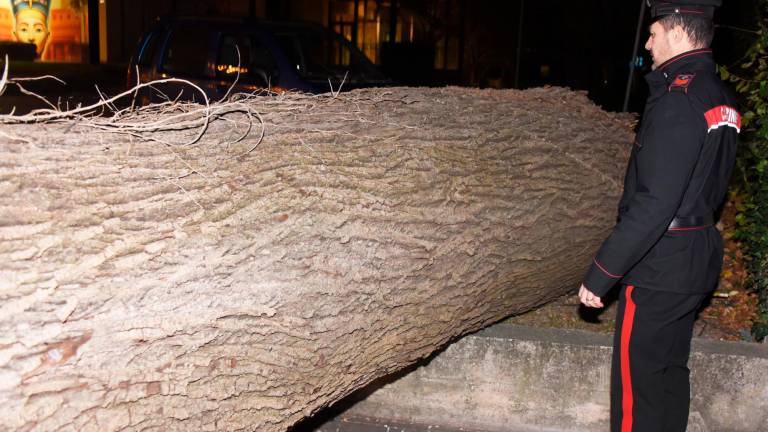 Romagna devastata dalle raffiche di vento: alberi crollati su case, auto e strade. Feriti a San Marino. Famiglie senza luce. Il fiume Montone oltre la soglia rossa Romagna devastata dalle raffiche di vento: alberi crollati su case, auto e strade. Feriti a San Marino. Famiglie senza luce. Il fiume Montone oltre la soglia rossa