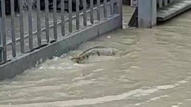 Allagamento a Villafranca di Forlì, una carpa nuota in strada - VIDEO Allagamento a Villafranca di Forlì, una carpa nuota in strada - VIDEO