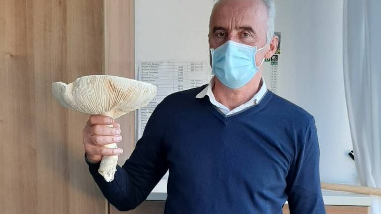 Funghi tossici e cotti male, in sei finiscono in ospedale Funghi tossici e cotti male, in sei finiscono in ospedale