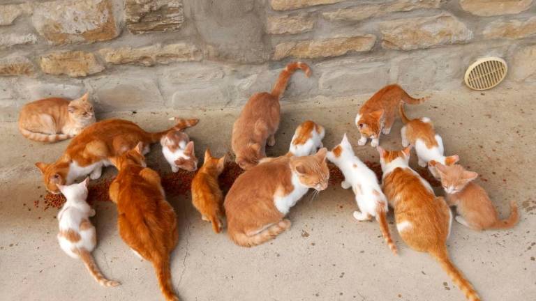 Tanti i gatti che i volontari accolgono ogni anno Tanti i gatti che i volontari accolgono ogni anno