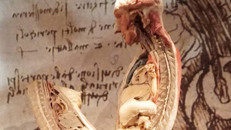 Real Bodies Experience riapre dal 5 a Bologna Real Bodies Experience riapre dal 5 a Bologna