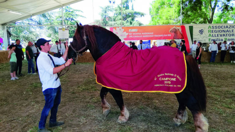 Oltre 40mila persone alla Fiera agricola del Santerno a Imola Oltre 40mila persone alla Fiera agricola del Santerno a Imola