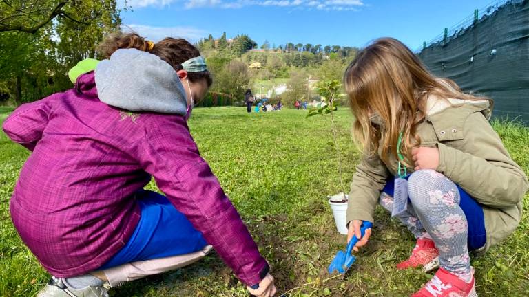 Cesena, giovedì la consegna degli alberi gratis Cesena, giovedì la consegna degli alberi gratis
