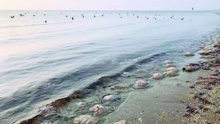 Centinaia di meduse spiaggiate a Marina di Ravenna Centinaia di meduse spiaggiate a Marina di Ravenna