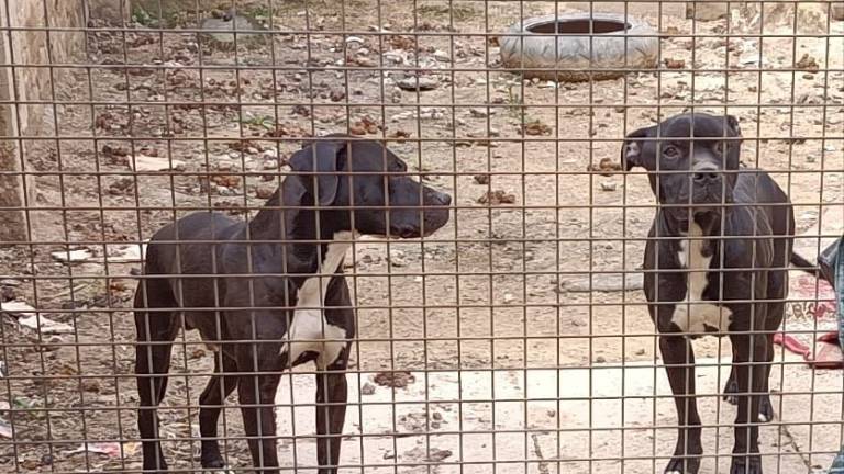 Faenza, due cani salvati dal loro proprietario denunciato dalla Polizia locale Faenza, due cani salvati dal loro proprietario denunciato dalla Polizia locale
