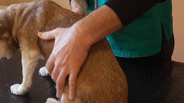 Animali maltrattati ed eutanasia non giustificata: radiato un veterinario a Ravenna Animali maltrattati ed eutanasia non giustificata: radiato un veterinario a Ravenna