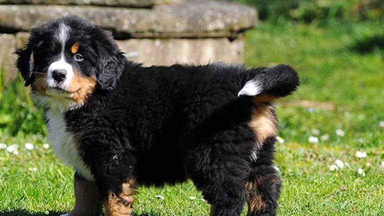 Rimini, gara di solidarietà per il cucciolo Mufasa Rimini, gara di solidarietà per il cucciolo Mufasa