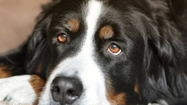 Lugo, furto di un cane ed estorsione: assolti i due imputati Lugo, furto di un cane ed estorsione: assolti i due imputati