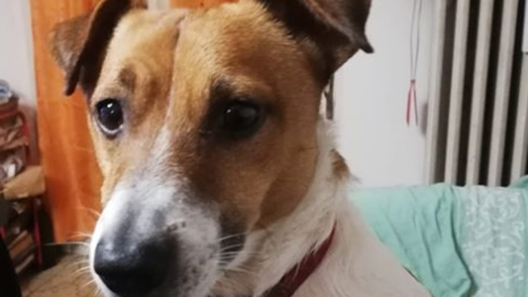 Faenza, cane gioca con un fazzoletto in strada. C'era ecstasy e muore Faenza, cane gioca con un fazzoletto in strada. C'era ecstasy e muore