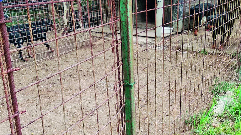 Cesena, sequestrati i rottweiler ancora chiusi a San Carlo Cesena, sequestrati i rottweiler ancora chiusi a San Carlo