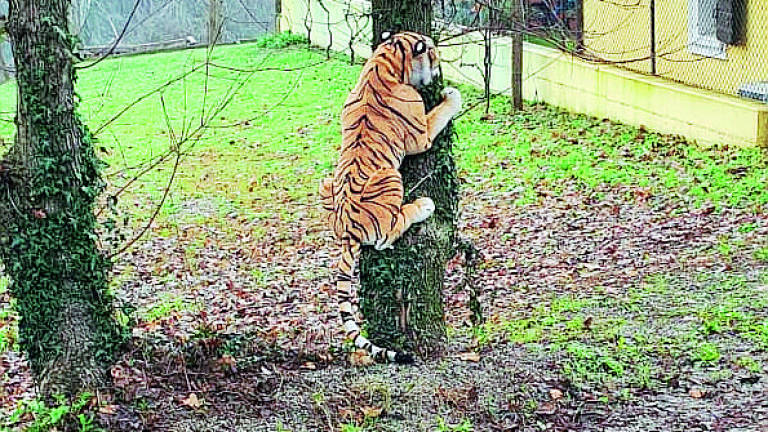 Forlì, allarme per una tigre sull'albero. Ma era un peluche Forlì, allarme per una tigre sull'albero. Ma era un peluche