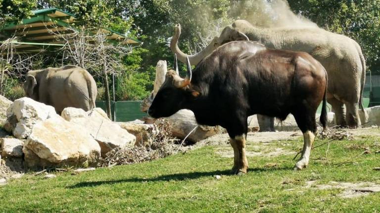 Al Safari Ravenna i gaur e gli elefanti asiatici a rischio estinzione Al Safari Ravenna i gaur e gli elefanti asiatici a rischio estinzione