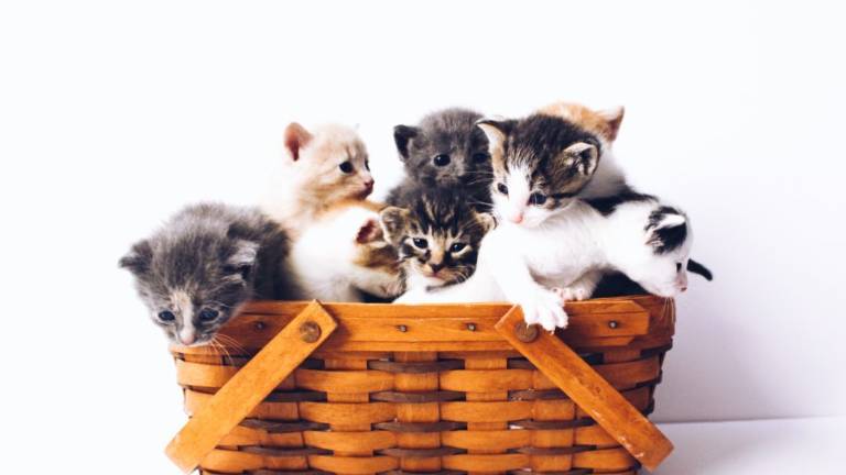 Al via il cantiere per l’Oasi felina comunale a Rimini Al via il cantiere per l’Oasi felina comunale a Rimini