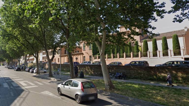 Cesena, tutela dei platani: una serie di rimedi naturali Cesena, tutela dei platani: una serie di rimedi naturali