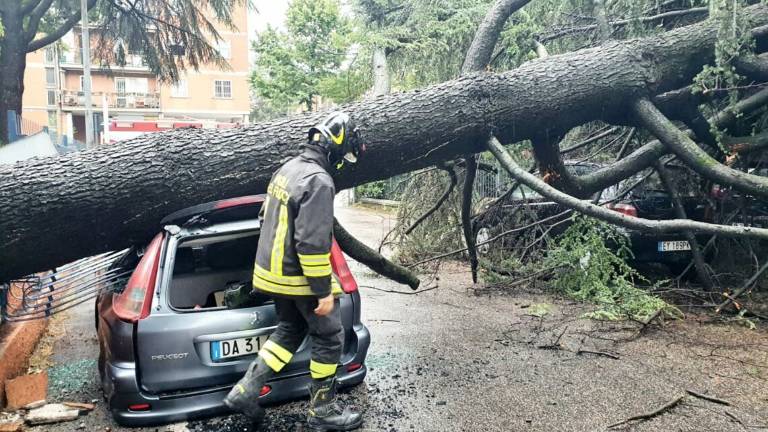 Rimini, maltempo: crollano gli alberi, tre auto distrutte Rimini, maltempo: crollano gli alberi, tre auto distrutte