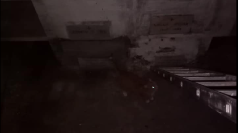 Lugo, salvato gatto caduto in un loculo del cimitero Lugo, salvato gatto caduto in un loculo del cimitero